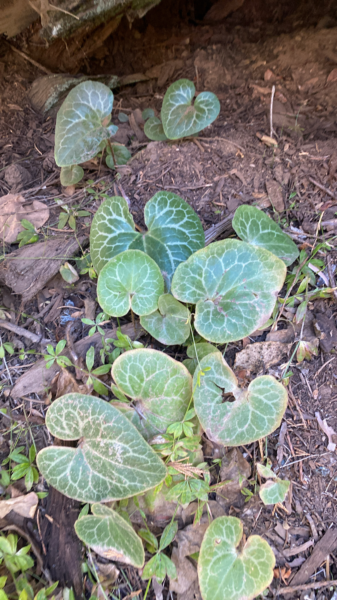 Hartweg's Wild Ginger (Asarum hartwegii)