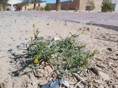 Senecio glaucus