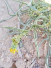 Senecio glaucus