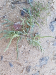 Senecio glaucus