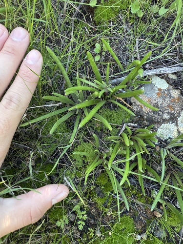 Dudleya multicaulis