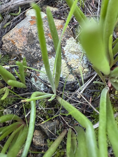 Dudleya multicaulis