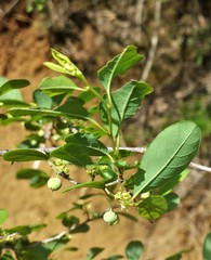 Phyllantheae