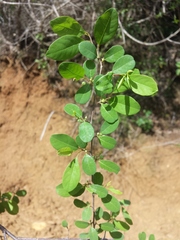 Phyllantheae