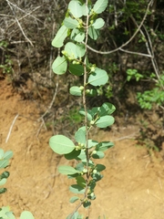 Phyllantheae