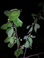 Phyllantheae