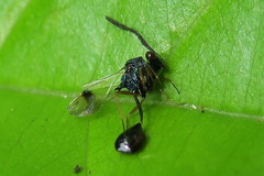 Eucharitinae