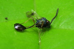 Eucharitinae