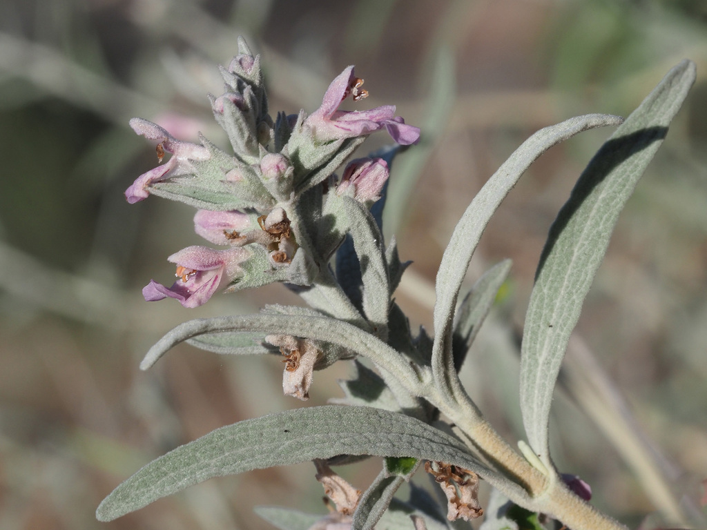 Grey tea stachys