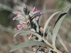 Stachys rugosa