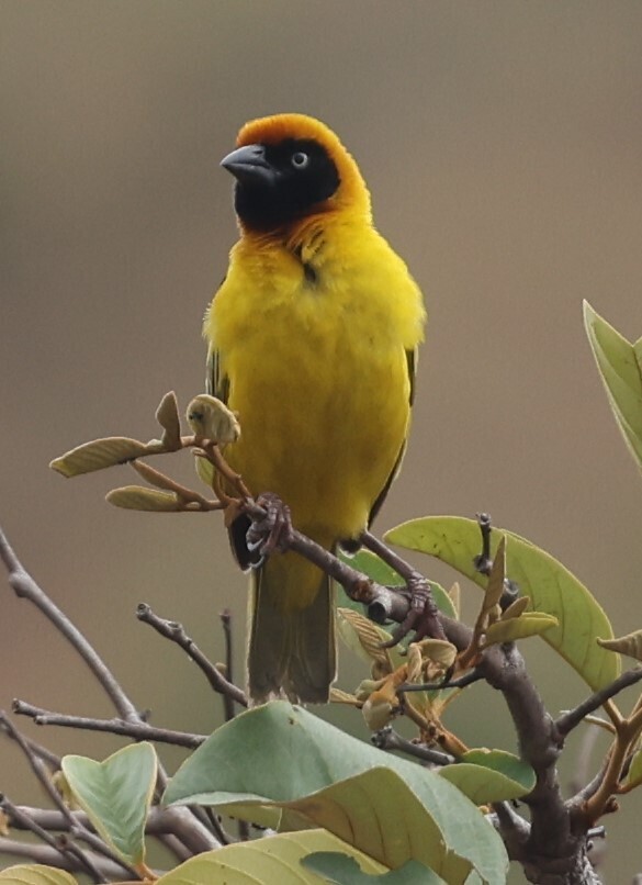Black-chinned Weaver (Ploceus nigrimentus) photo