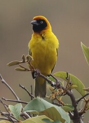 Black-Chinned Weaver photo 1