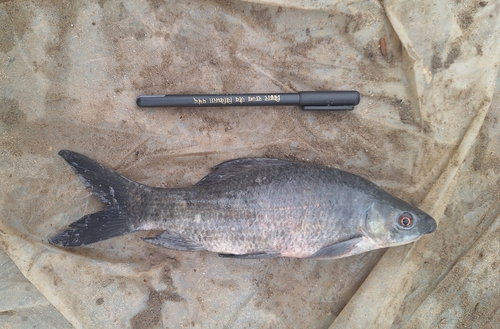 orangefin labeo