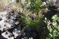 Carex loliacea