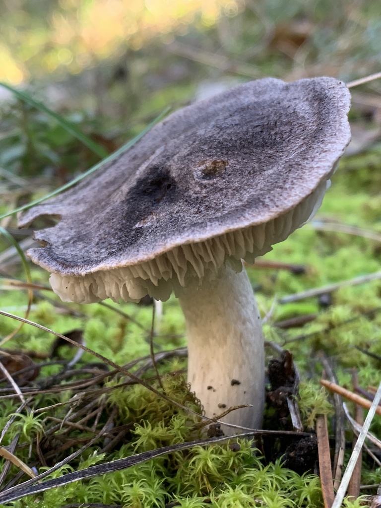 Tricholoma terreum · December 2025 · photo: © manuela9012 (iNaturalist, cc-by)