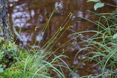 Carex loliacea