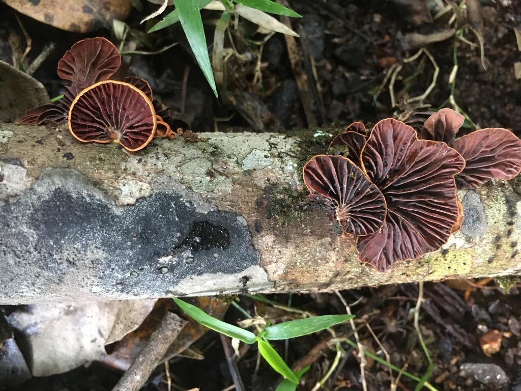 Anthracophyllum archeri from Malanda QLD 4885, Australia on January 27 ...