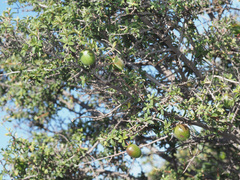 Diospyros ramulosa