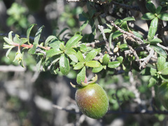 Diospyros ramulosa