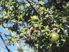 Diospyros ramulosa