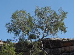 Diospyros ramulosa