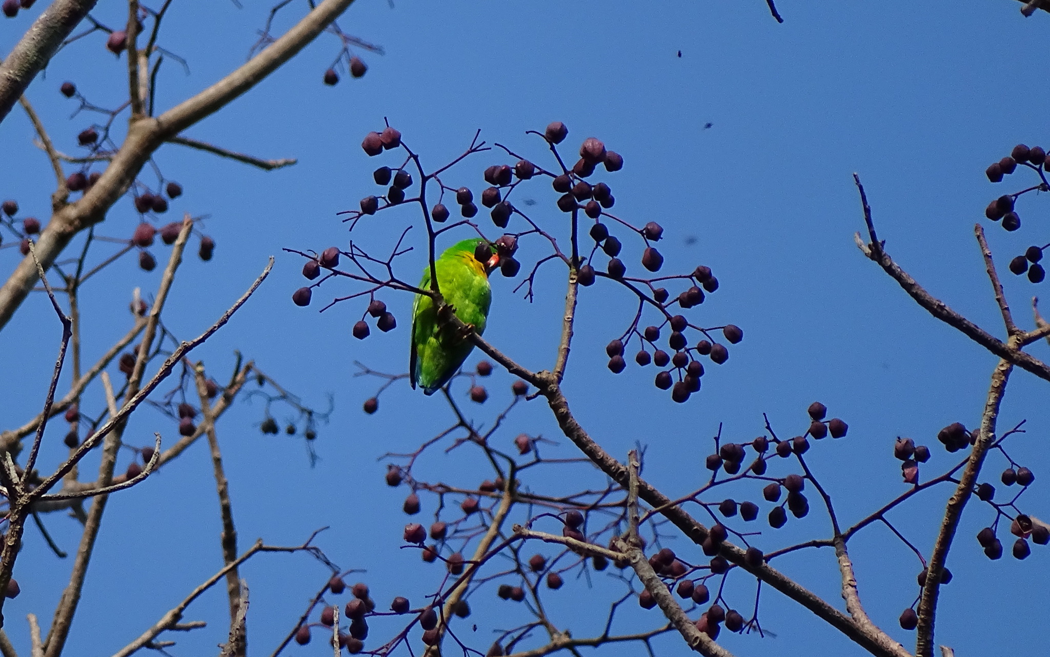 Yellow-throated Hanging Parrot (Loriculus pusillus), photo 7
