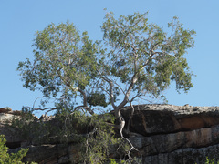 Diospyros ramulosa