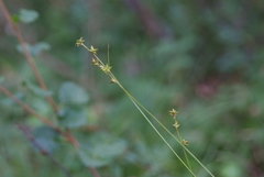 Carex loliacea