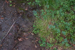 Carex loliacea