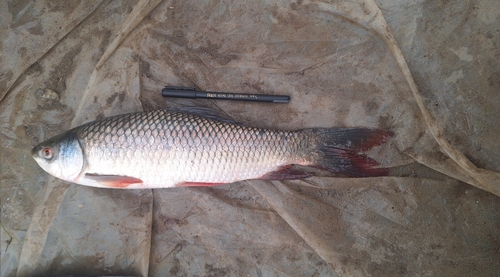 Rohu