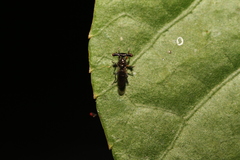 Sphyracephala munroi