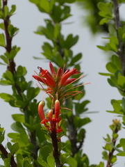 Fouquieria formosa