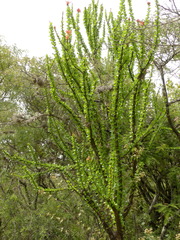 Fouquieria formosa