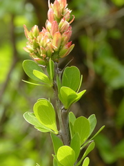Fouquieria formosa