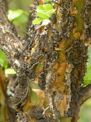 Fouquieria formosa