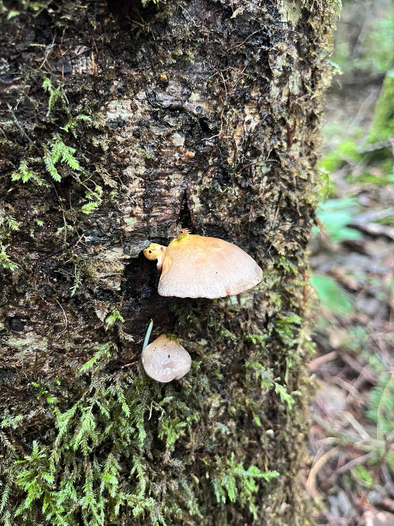 Sarcomyxa serotina · December 2025 · photo: © stephbrulot (iNaturalist, cc0)