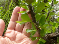 Fouquieria formosa
