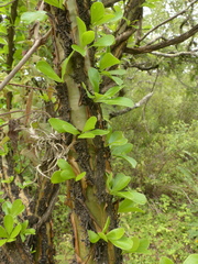 Fouquieria formosa