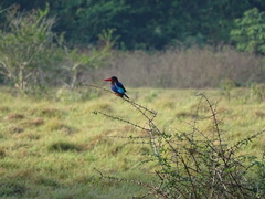 Halcyon cyanoventris