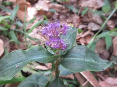 Floscopa yunnanensis