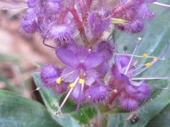 Floscopa yunnanensis