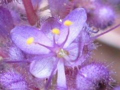 Floscopa yunnanensis