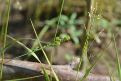 Carex mackenziei