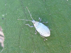 Myllocerina