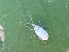 Myllocerina