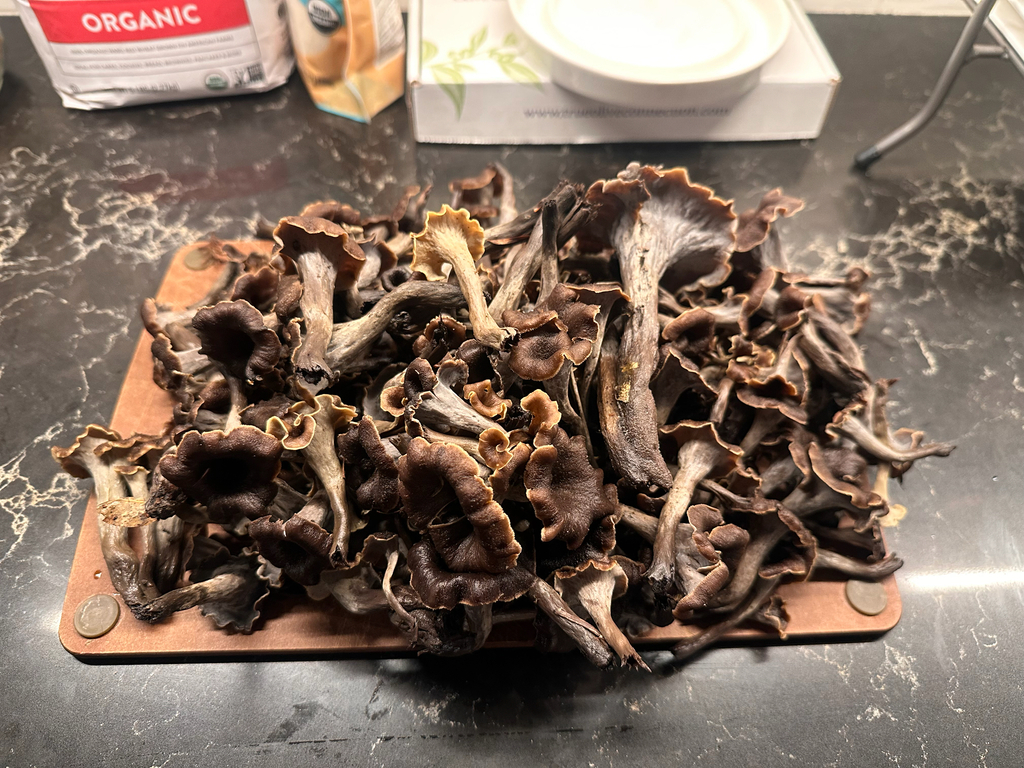 Craterellus calicornucopioides · December 2025 · photo: © mushroomshindig (iNaturalist, cc-by)