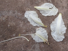 Duabanga grandiflora