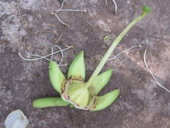 Duabanga grandiflora