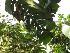 Duabanga grandiflora