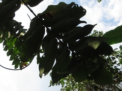 Duabanga grandiflora
